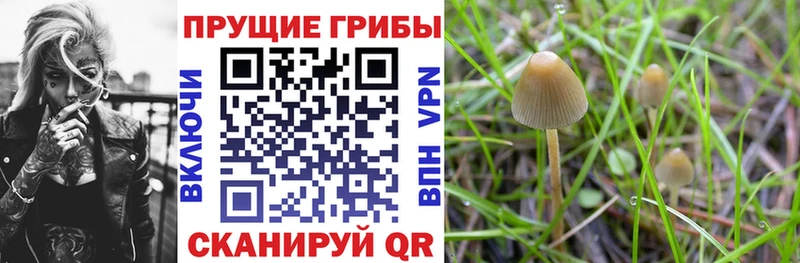 блэк спрут рабочий сайт  Белёв  Псилоцибиновые грибы ЛСД 